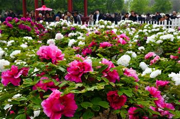 山東菏澤:花開富貴迎客來