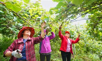 都江堰:獼猴桃趟出致富路